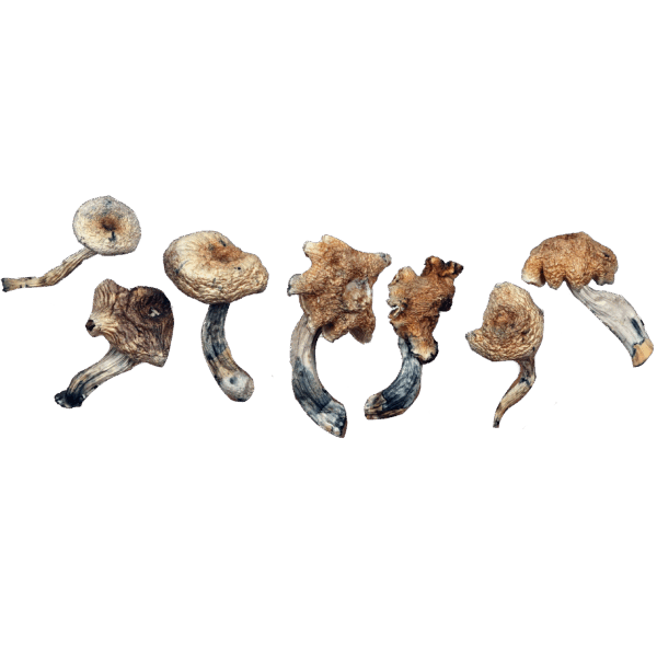 Malaysian -  Magic Mushrooms