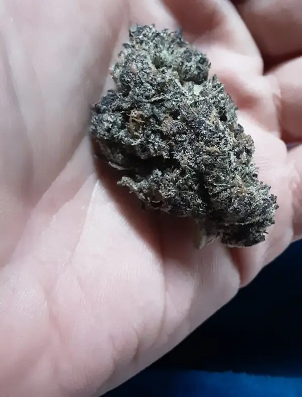 White Truffle - Quad Exotic Hybrid - Image 2