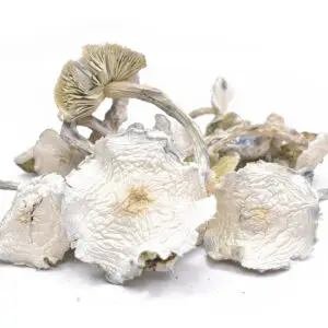 Albino Zilla Mushrooms (Live Psilocybin)