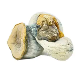 Dino Eggs Mushrooms
