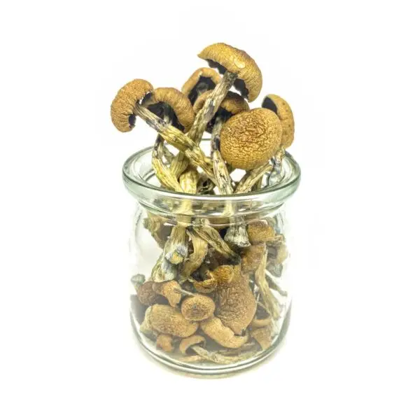 Bulk Mushrooms - Image 4
