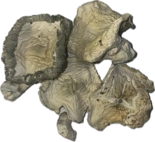 Cosmic Ghost Rider - Magic Mushrooms