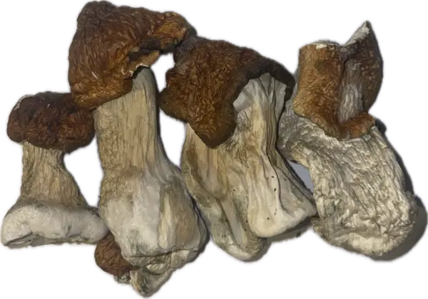 Super Squat Juggernaut - Magic Mushrooms