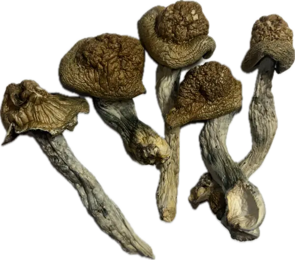 Golden Emperor - Magic Mushrooms