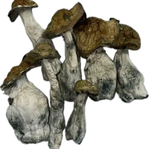 McKilla Ultra Mushrooms