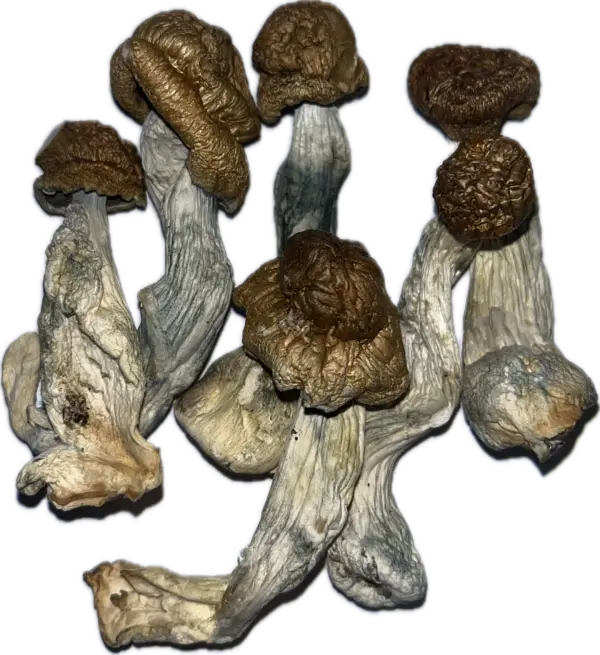 Penis Envy #7 - Magic Mushrooms