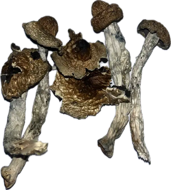 Machine Elf - Magic Mushrooms