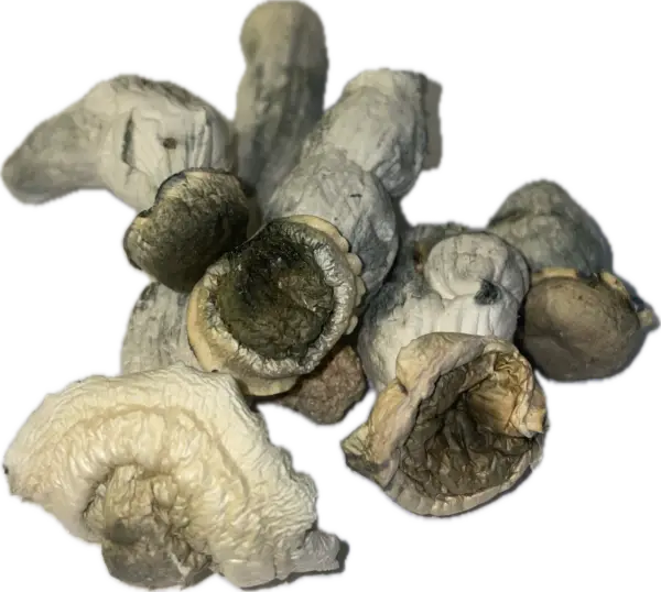 Ape Black Cap - Magic Mushrooms