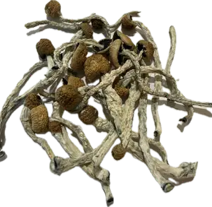 Peacock Mushrooms