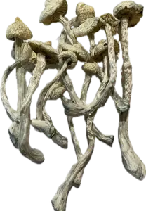 Albino Jedi Mind Fuck Mushrooms