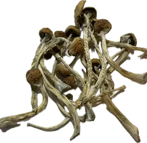 Aztec God Mushrooms