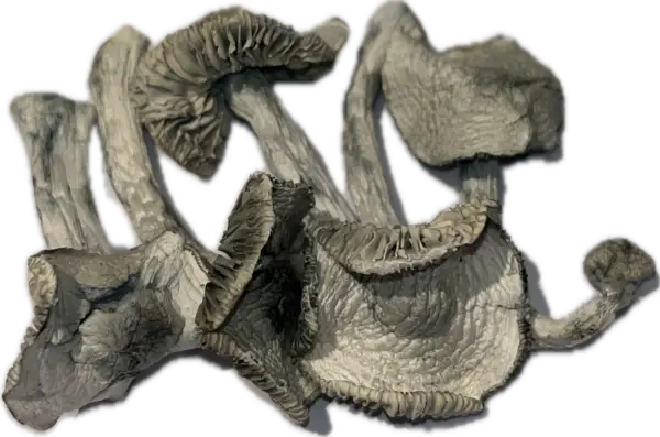 Albino Treasure Coast - Magic Mushrooms