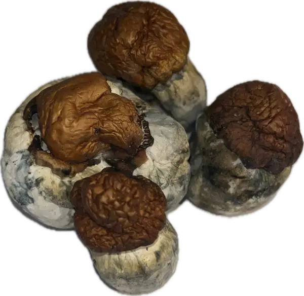 Texas Yellow Cap - Magic Mushrooms