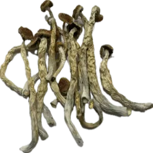 Extra Terrestrial of the 4th Kind Mushrooms