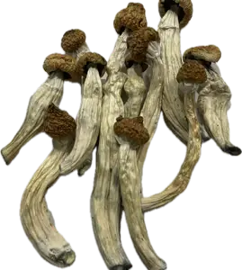Ban Sa Phang Kha Mushrooms