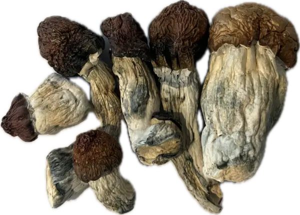 Blue Pulaski - Magic Mushrooms