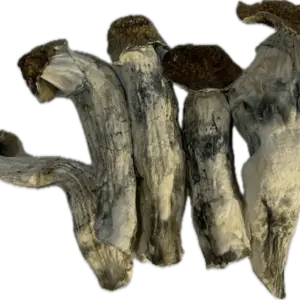 Yeti Mushrooms