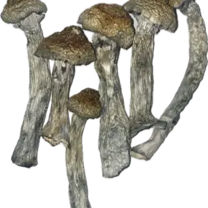 Orissa India Mushrooms