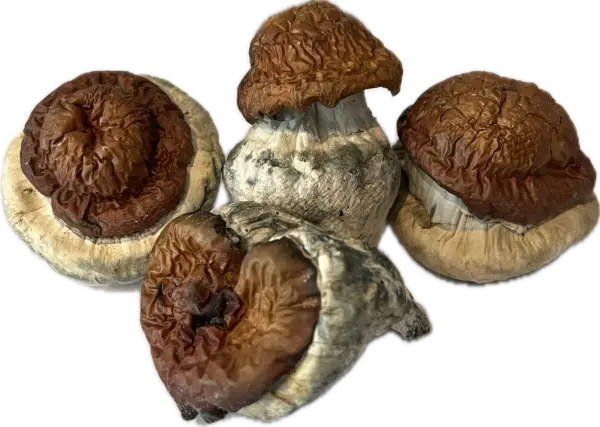 King Kong - Magic Mushrooms