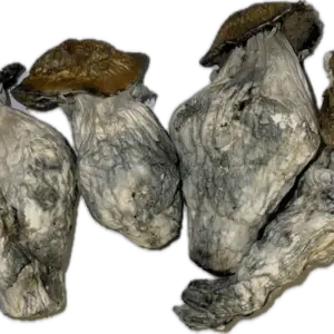 Texas Penis Envy Mushrooms