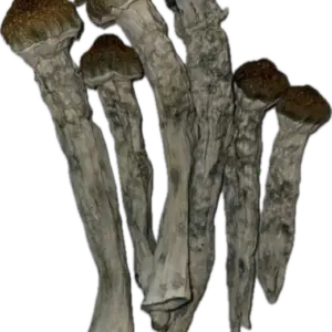 Steel Magnolia Mushrooms