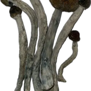 Vietnamese Mushrooms