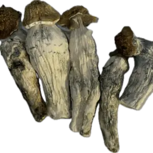 Malaysian Mushrooms