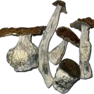 Lucid Gates Mushrooms
