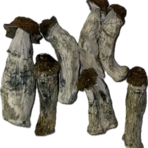 Oakridge Mushrooms (Nuclear Mushroom)
