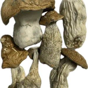 Code Blue Mushrooms