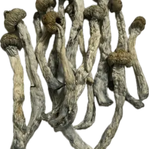 Gold Member Mushrooms