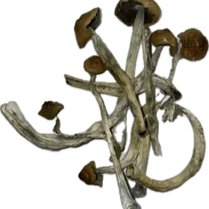 Mexicana Mushrooms