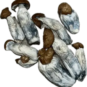 MexiCube Mushrooms
