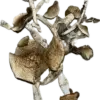 Aztec Mushrooms