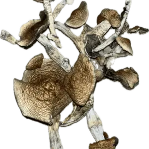 Aztec Mushrooms