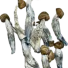 Blue God Mushrooms