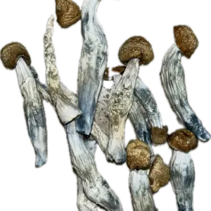 Blue God Mushrooms