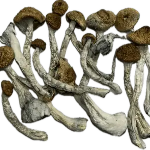 Cambodian Mushrooms