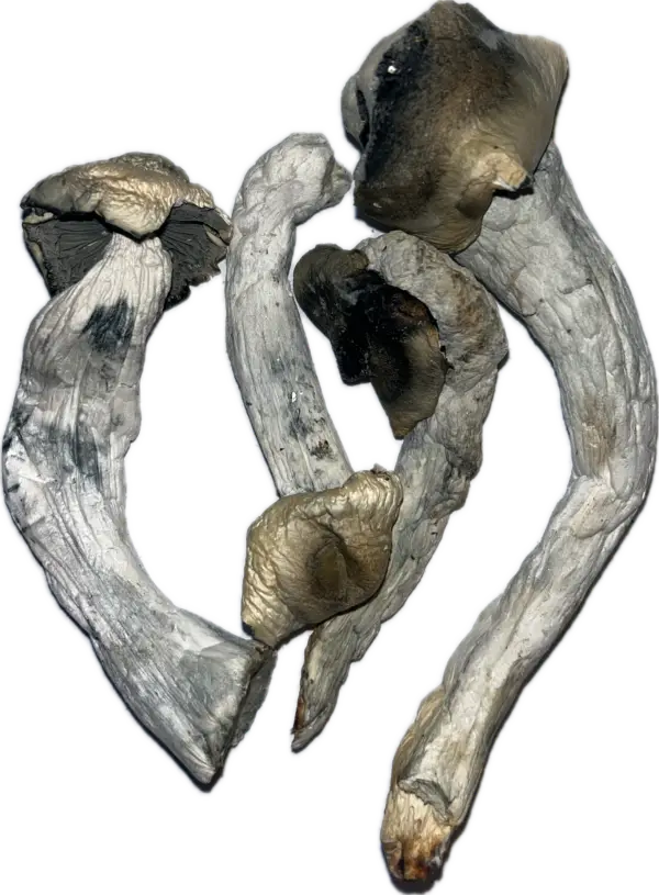 Poseidon's Finger - Magic Mushrooms