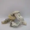 Maria Scbina Magic Mushrooms - Image 4