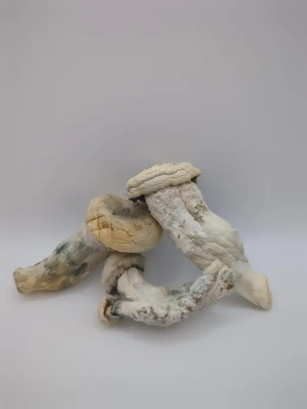 Maria Scbina Magic Mushrooms