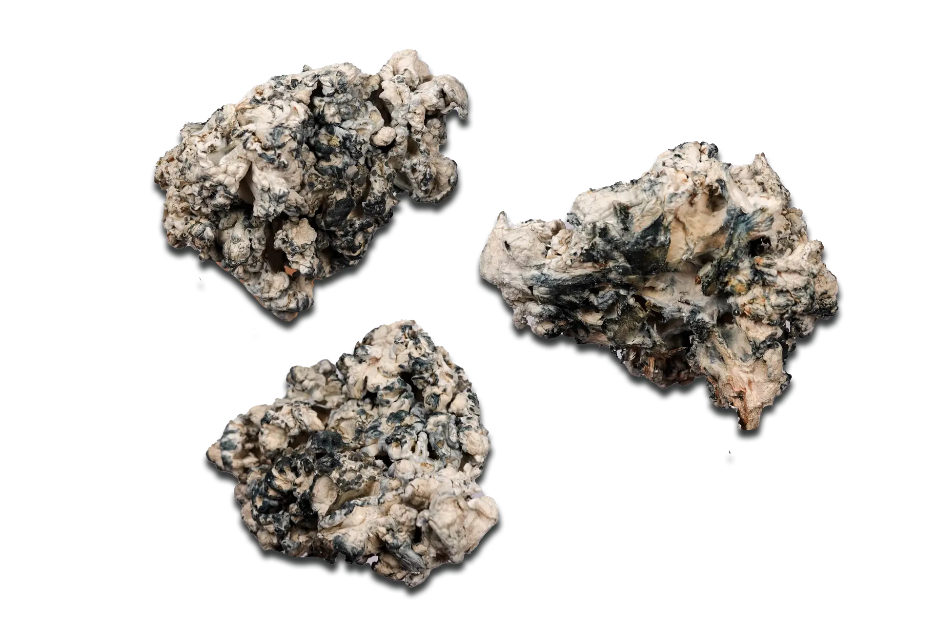 Omni Enigma Magic Mushrooms